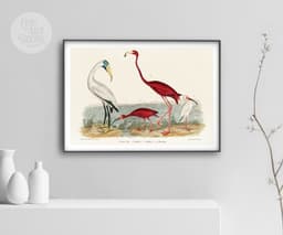 Vintage Bird Wall Art Print, Alexander Wilson's Ibis and Flamingo, Coastal Decor, Fine Art Print, Exotic Wildlife Illustration 4