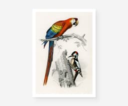 Vintage Bird Print, Red Macaw and Woodpecker, Charles D'Orbigny Colorful Tropical Parrot, Wall Art 1