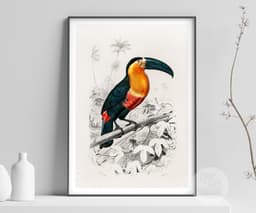 Vintage ‘Toucan du Para’ Print for Wall, Charles Dessalines Botanical Wall Art 4