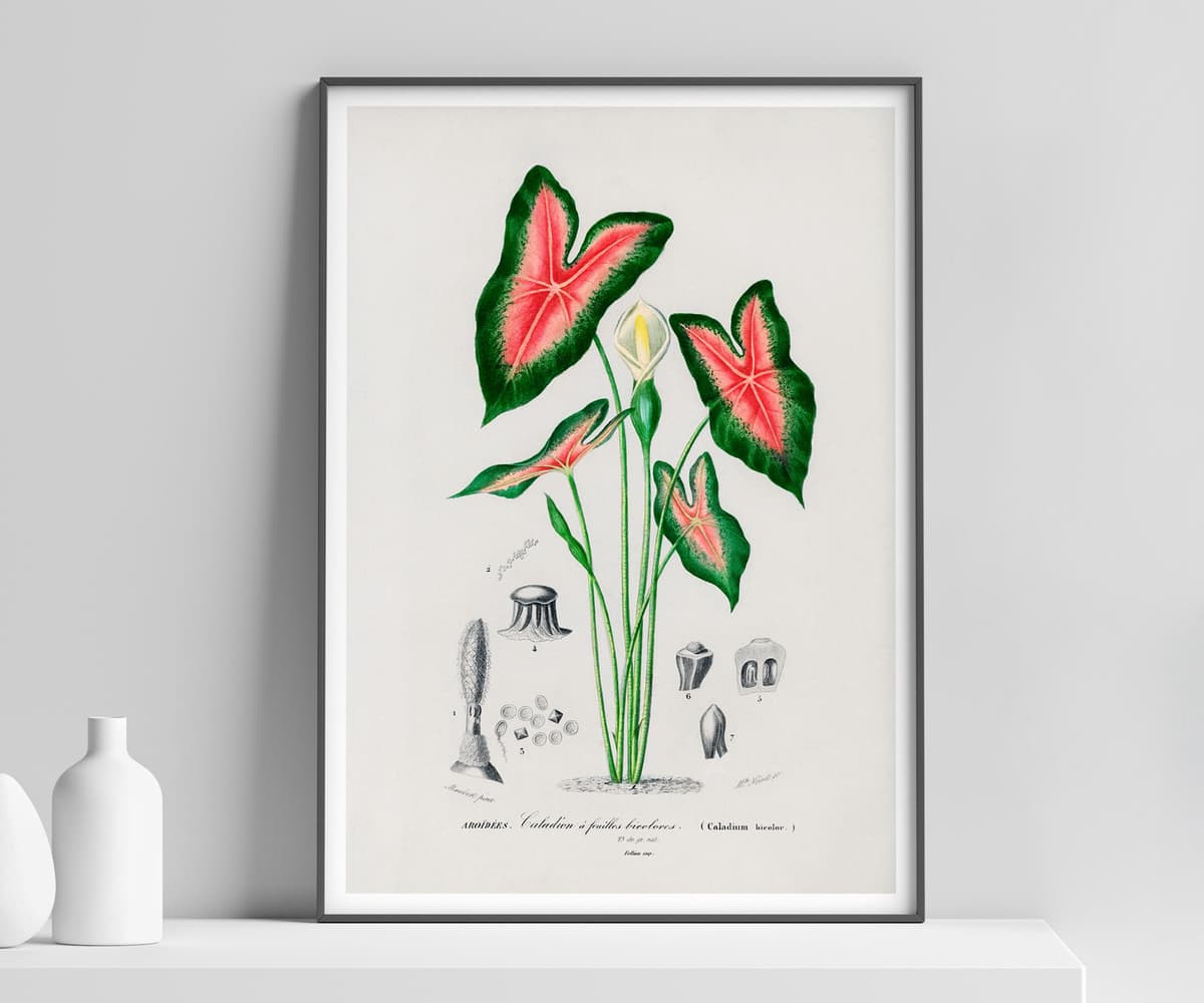 Elephant Ear Plant Print, D'Orbigny Vintage Botanical Flower, Vintage Foliage Art, Tropical Wall Decor, Floral Wall Art
