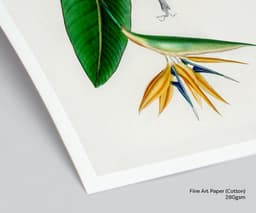 Botanical print set of 2: Bird of Paradise & Elephant Ear Wall Art, Antique Flower Illustrations, D'Orbigny Vintage Decor 2