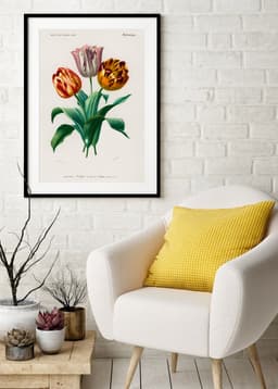 Vintage Tulipa Botanical Wall Art, Charles D'Orbigny Floral Print (Giclée) 6