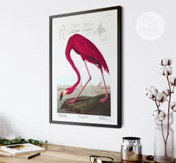 Pink Flamingo Print, Audubon Birds of America Illustration, Vintage Botanical Print for Wall 8