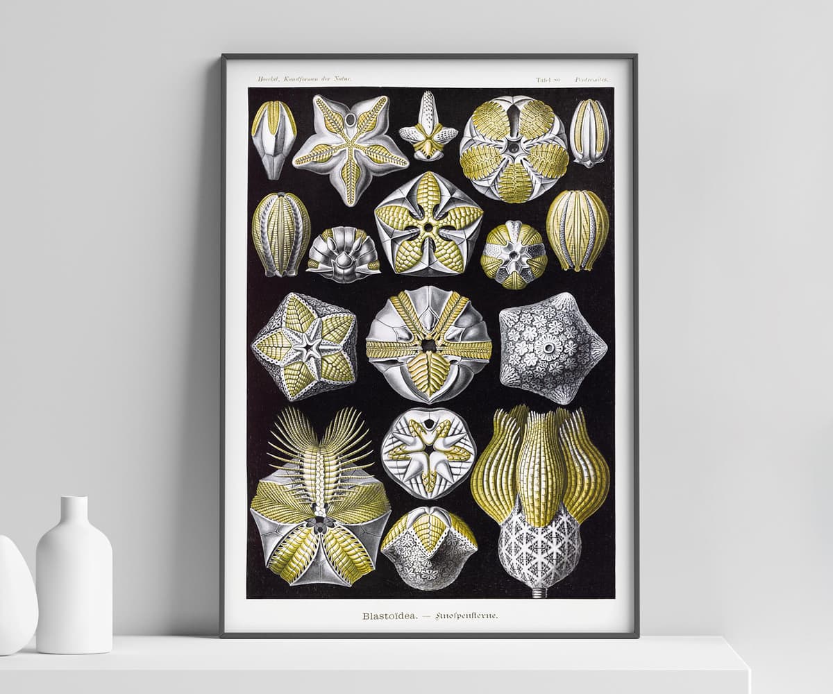 Starfish Wall Art Print, Vintage Ernst Haeckel Illustration, Ocean Marine Decor, Coastal Wall Art, Bathroom Art, Giclée Fine Art Print