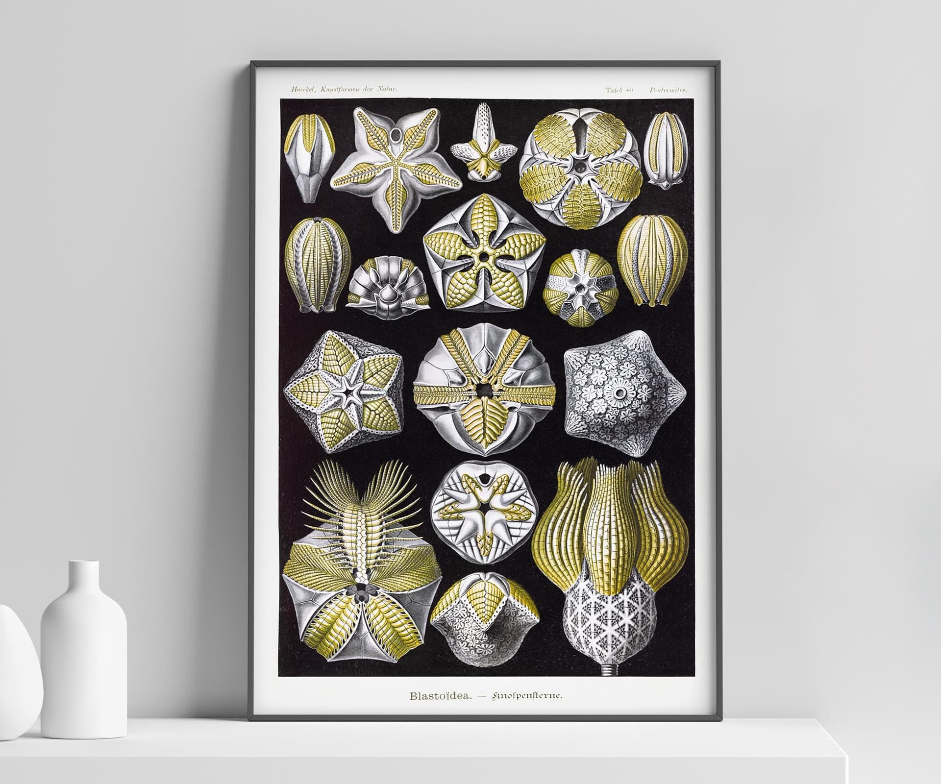 Starfish Wall Art Print, Vintage Ernst Haeckel Illustration, Ocean Marine Decor, Coastal Wall Art, Bathroom Art, Giclée Fine Art Print