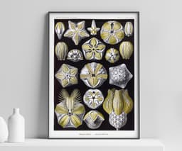 Starfish Wall Art Print, Vintage Ernst Haeckel Illustration, Ocean Marine Decor, Coastal Wall Art, Bathroom Art, Giclée Fine Art Print 1