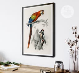 Vintage Bird Print, Red Macaw and Woodpecker, Charles D'Orbigny Colorful Tropical Parrot, Wall Art 8