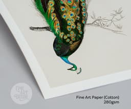 Vintage Peacock Art Print, Charles Dessalines D'Orbigny Illustration, Exotic Bird Botanical Giclée 9