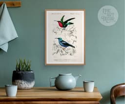 Hummingbird wall art print, vintage colibri illustration, tropical bird decor, charles d'orbigny french encyclopedia, giclée fine art print 4