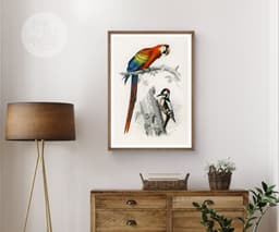 Vintage Bird Print, Red Macaw and Woodpecker, Charles D'Orbigny Colorful Tropical Parrot, Wall Art 4
