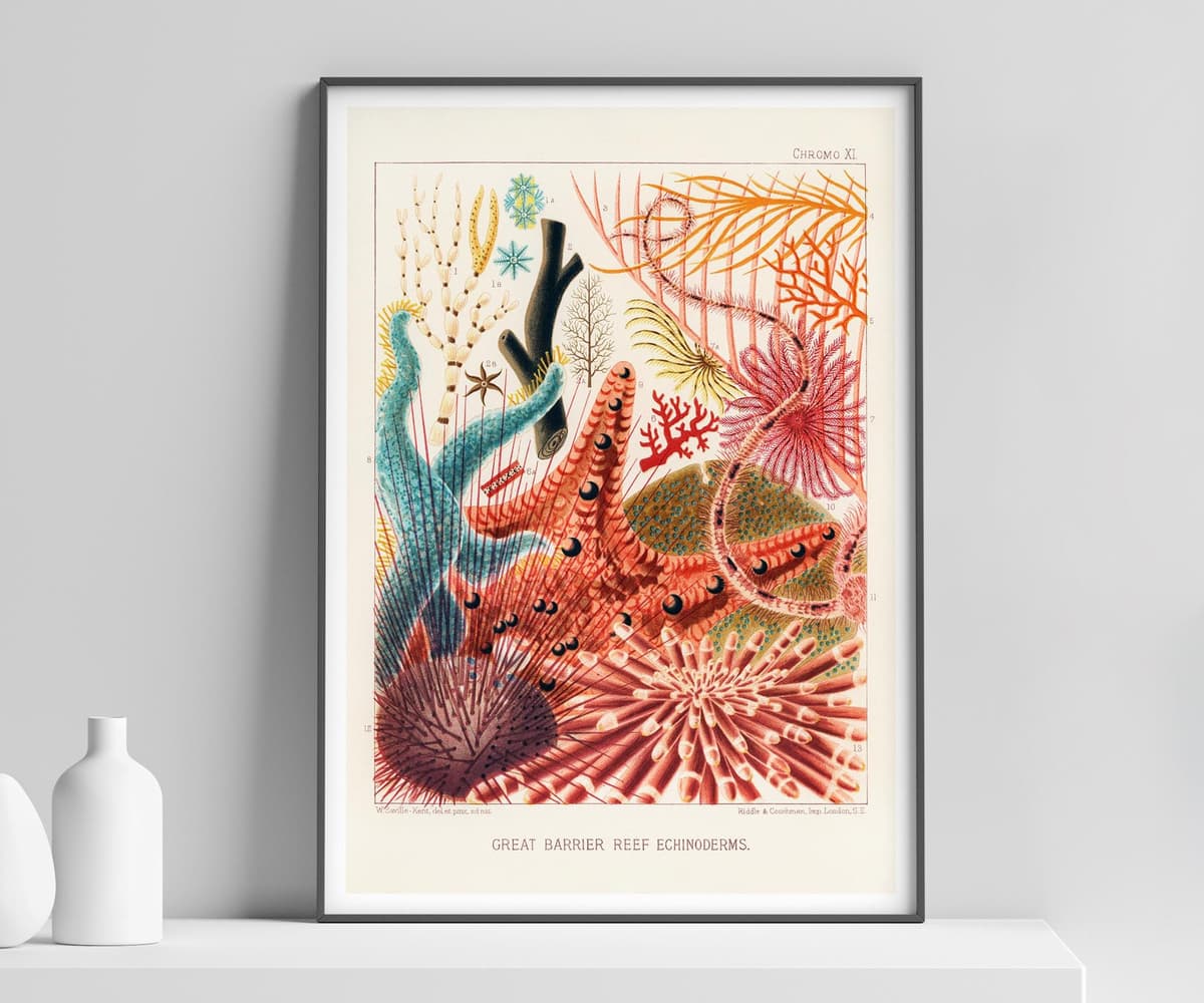 Marine Life Wall Art Print, Saville-Kent, Vintage, Living Room Coastal Decor, Blue Fine Art Print - The Great Barrier Reef of Australia