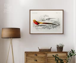 Bird wall art print, vintage faisan doré golden pheasant, charles d'orbigny french encyclopedia, tropical bird decor, giclée fine art print 5