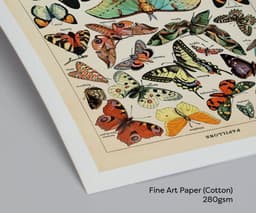 Vintage Butterfly Botanical Print, Adolphe Millot, Educational Poster Chart, Classroom Decor 4