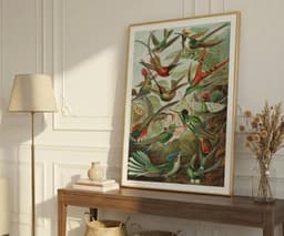 Ernst Haeckel Colorful Birds Print, Vintage Tropical Wall Art, Living Room Decor Housewarming Gift 3