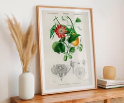 Botanical Wall Art Print, Passiflora Passion Fruit Flower, Vintage Floral Decor, Kitchen Art, Giclée 7