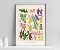 Vintage Coral Wall Art Print, William Saville-Kent, Colourful Marine Decor, Coastal, Fine Art Print, Gallery Wall Art 1