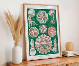 Jellyfish Wall Art Print, Vintage Ernst Haeckel Illustration, Ocean Marine Decor, Coastal Wall Art, Bathroom Art, Giclée Fine Art Print 8