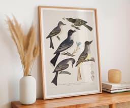 Vintage Bird Wall Art Print, Alexander Wilson, Classic Illustration, Living Room Wall Art, Fine Art Print - Five Birds with Eggs and Insect 3