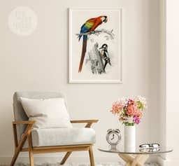 Vintage Bird Print, Red Macaw and Woodpecker, Charles D'Orbigny Colorful Tropical Parrot, Wall Art 5