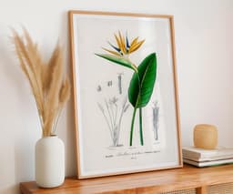 Bird of Paradise Flower Wall Art Print, Vintage Botanical Flower by D'Orbigny 5