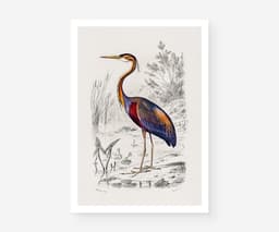 Heron Wall Art Print, Vintage Purple Heron Illustration, Charles Dessalines D'Orbigny 1892, Coastal Bird Decor, Giclée Fine Art Print 1