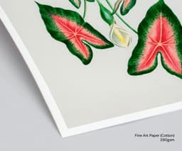 Elephant Ear Plant Print, D'Orbigny Vintage Botanical Flower, Vintage Foliage Art, Tropical Wall Decor, Floral Wall Art 2