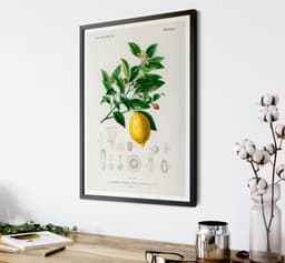 Vintage Lemon Botanical Print, Citrus Wall Art, Yellow Kitchen Decor (Giclée Paper) 6