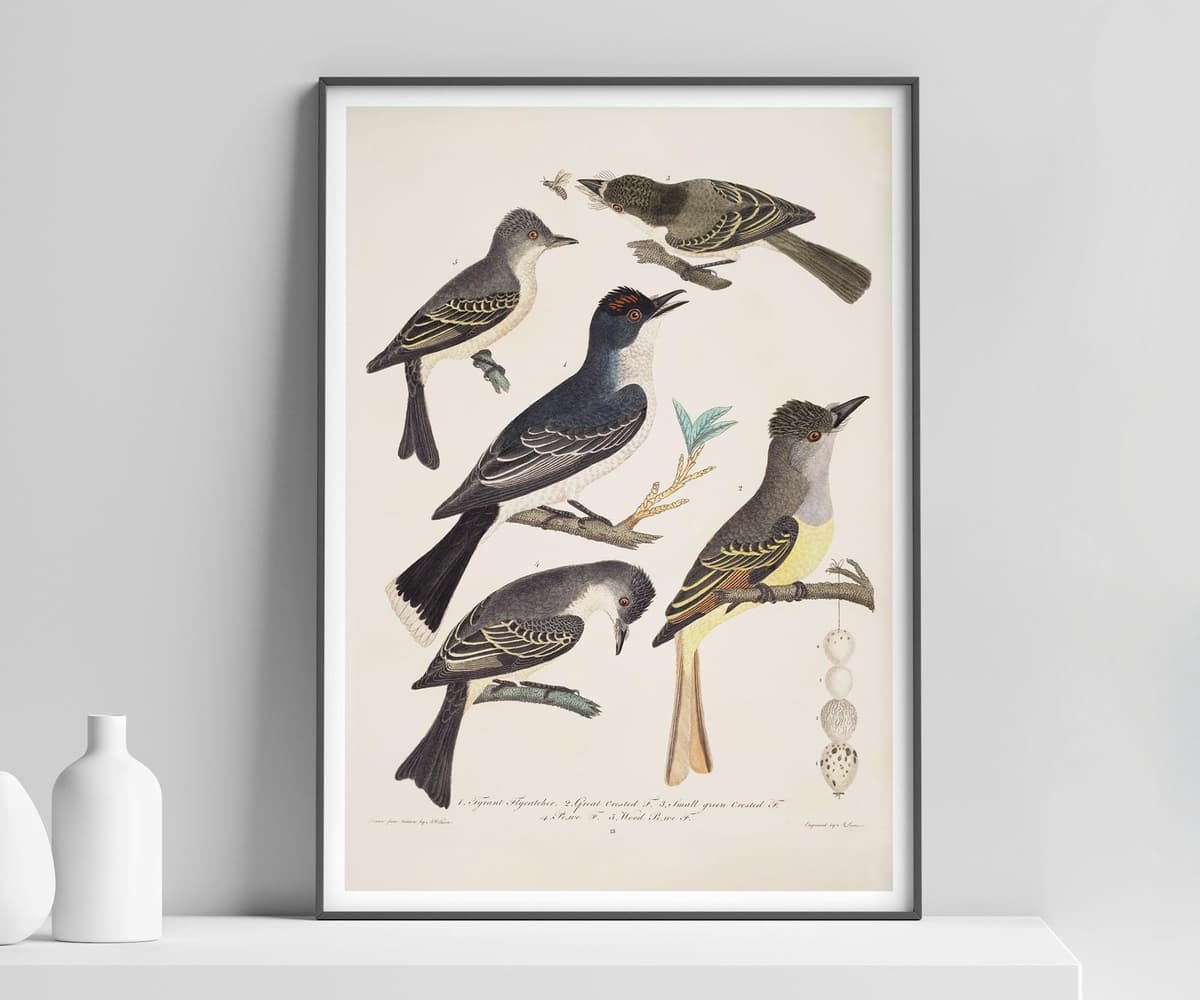 Vintage Bird Wall Art Print, Alexander Wilson, Classic Illustration, Living Room Wall Art, Fine Art Print - Five Birds with Eggs and Insect