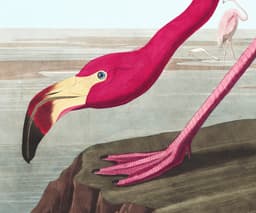 Pink Flamingo Print, Audubon Birds of America Illustration, Vintage Botanical Print for Wall 2