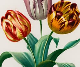 Vintage Tulipa Botanical Wall Art, Charles D'Orbigny Floral Print (Giclée) 3