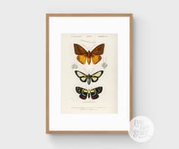 Vintage Butterfly Print, Charles Dessalines D'Orbigny Scientific Illustration, Exotic Insect Decor (Giclée Print) 9