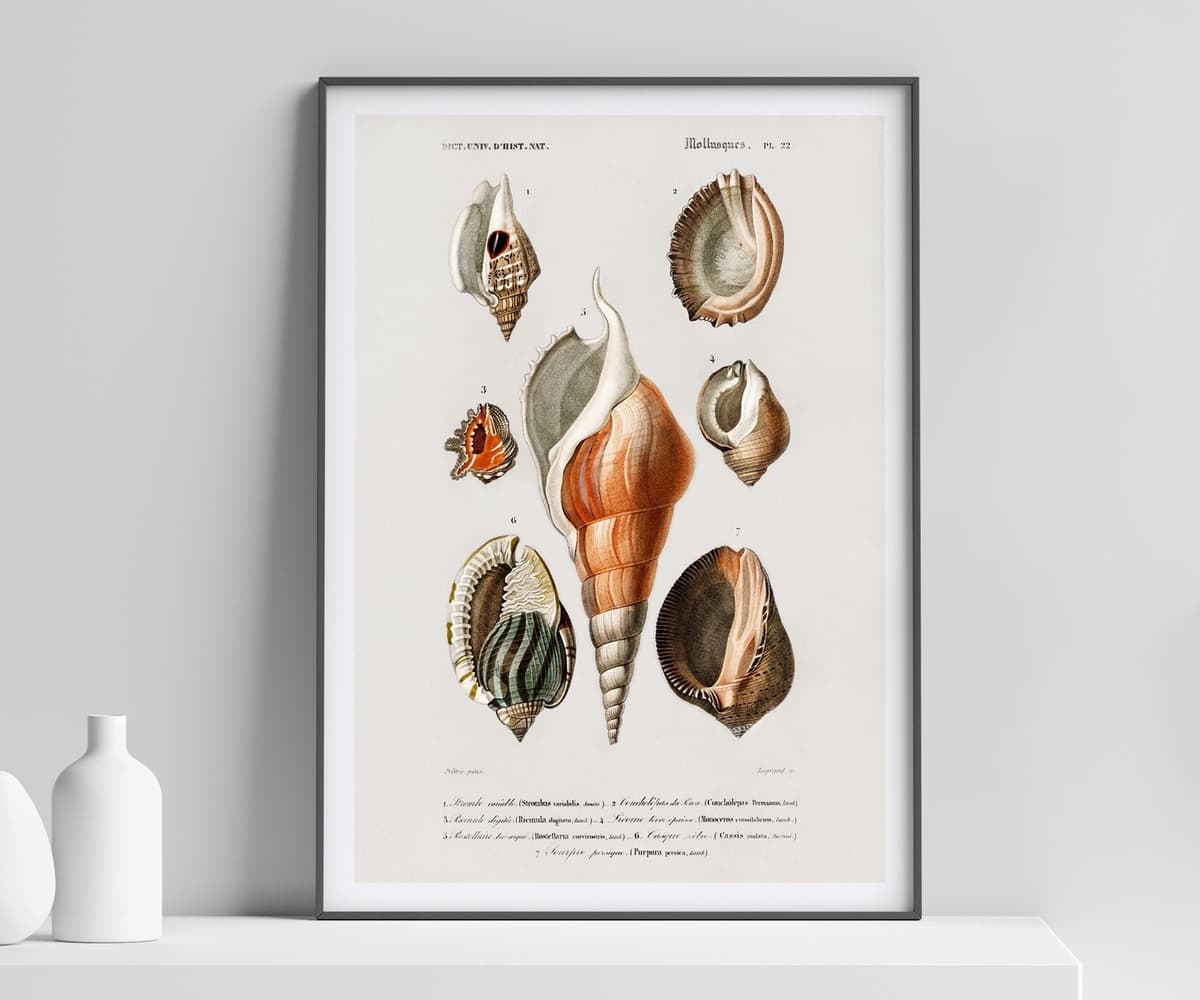 Vintage Mollusques Seashell Print, D'Orbigny Marine Illustration, Coastal Giclée Art