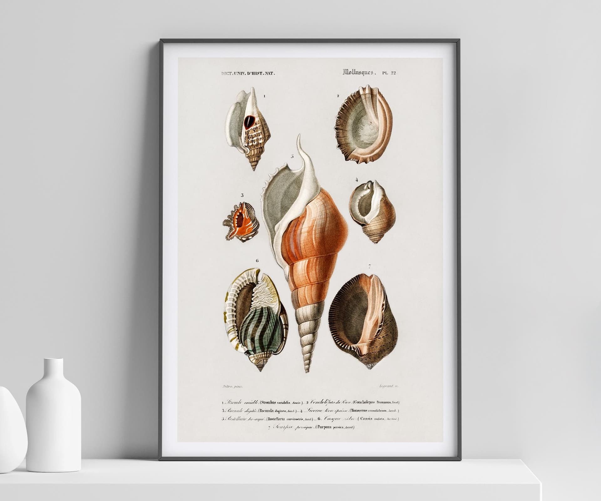 Vintage Mollusques Seashell Print, D'Orbigny Marine Illustration, Coastal Giclée Art