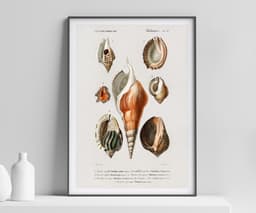 Vintage Mollusques Seashell Print, D'Orbigny Marine Illustration, Coastal Giclée Art 1