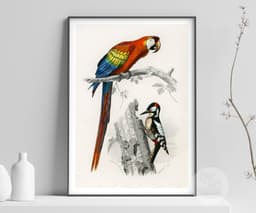 Vintage Bird Print, Red Macaw and Woodpecker, Charles D'Orbigny Colorful Tropical Parrot, Wall Art 3