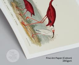 Vintage Bird Wall Art Print, Alexander Wilson's Ibis and Flamingo, Coastal Decor, Fine Art Print, Exotic Wildlife Illustration 8