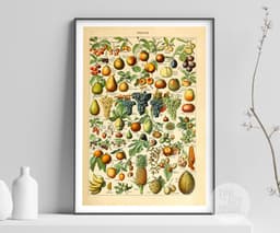 Vintage Fruit Botanical Print, Adolphe Millot Illustration, Kitchen Wall Art (Giclée) 5