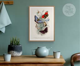 Butterfly Wall Art Print, 7 Species by Oliver Goldsmith 1820, Vintage Insect Illustration, Botanical Nature Decor, Giclée Fine Art Print 6
