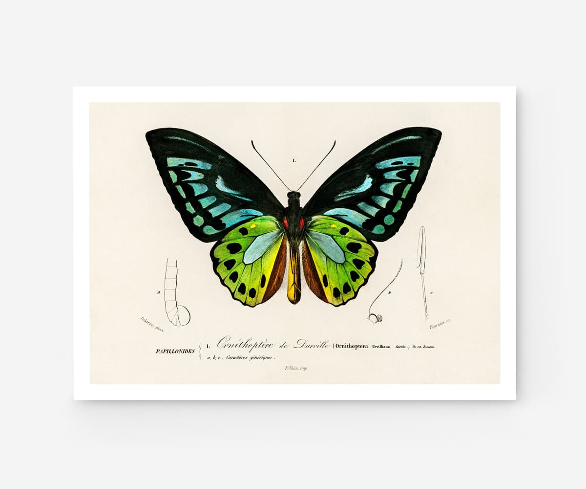 Butterfly Wall Art Print, Ornithoptère de Durville, Charles Dessalines D'Orbigny, Exotic Insect Decor, Botanical Art, Giclée Fine Art Print