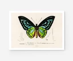 Butterfly Wall Art Print, Ornithoptère de Durville, Charles Dessalines D'Orbigny, Exotic Insect Decor, Botanical Art, Giclée Fine Art Print 1