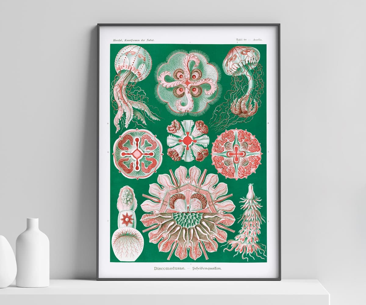 Jellyfish Wall Art Print, Vintage Ernst Haeckel Illustration, Ocean Marine Decor, Coastal Wall Art, Bathroom Art, Giclée Fine Art Print