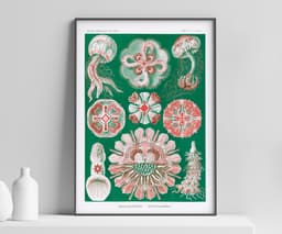 Jellyfish Wall Art Print, Vintage Ernst Haeckel Illustration, Ocean Marine Decor, Coastal Wall Art, Bathroom Art, Giclée Fine Art Print 1