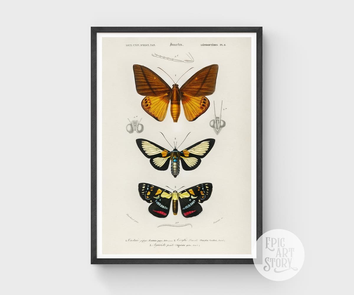 Vintage Butterfly Print, Charles Dessalines D'Orbigny Scientific Illustration, Exotic Insect Decor (Giclée Print)