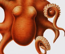 Octopus Wall Art Print, Vintage Marine Illustration, Coastal Ocean Decor (Giclée) 4