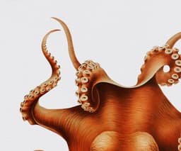 Octopus Wall Art Print, Vintage Marine Illustration, Coastal Ocean Decor (Giclée) 3