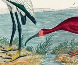Vintage Bird Wall Art Print, Alexander Wilson's Ibis and Flamingo, Coastal Decor, Fine Art Print, Exotic Wildlife Illustration 2