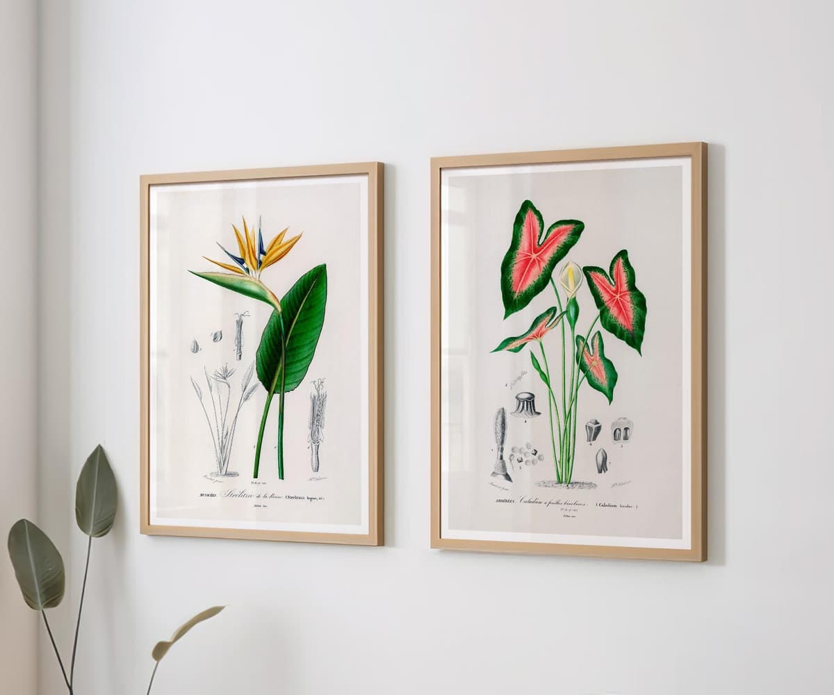 Botanical print set of 2: Bird of Paradise & Elephant Ear Wall Art, Antique Flower Illustrations, D'Orbigny Vintage Decor