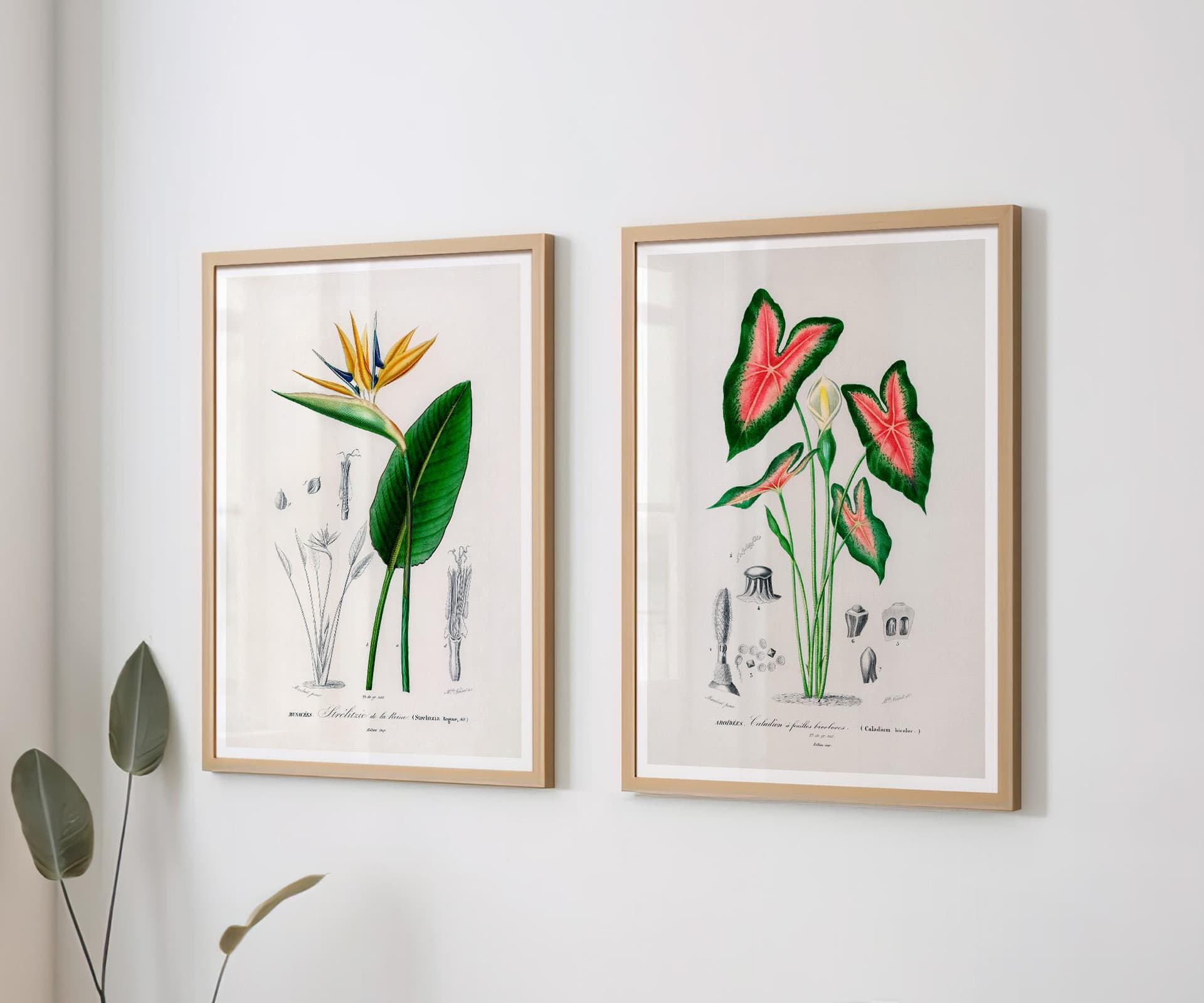 Botanical print set of 2: Bird of Paradise & Elephant Ear Wall Art, Antique Flower Illustrations, D'Orbigny Vintage Decor