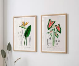 Botanical print set of 2: Bird of Paradise & Elephant Ear Wall Art, Antique Flower Illustrations, D'Orbigny Vintage Decor 1
