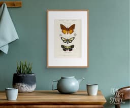 Vintage Butterfly Print, Charles Dessalines D'Orbigny Scientific Illustration, Exotic Insect Decor (Giclée Print) 5